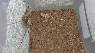 whip spider vs camel spider