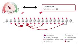 How transcription delivers epigenetic silencing (Extended)