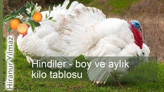 Hindilerde gelişim: boy ve aylık Kilo tablosu