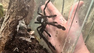 OMG She’s MASSIVE - Feeding Video #13