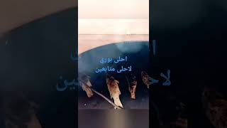 البوري الاصلي من لقمه هنيه