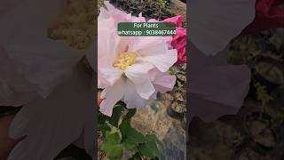 Land lotus flower plant beautiful blooming colours