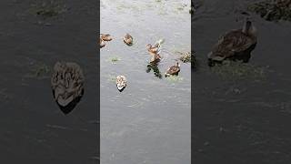 BABY DUCK CHICKS. SCOTTISH WEST COAST