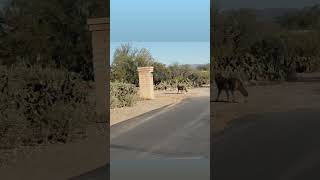 coyote duo on patrol. #coyote #coyotes #tucson