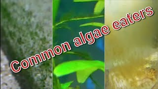 common fish which eat algae.5 algae eaters fish which can be found in any fish store.