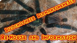 Dilochothele Diamantinenesis Re-house and care sheet