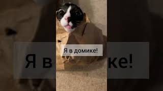 мемы 3часть #смешные