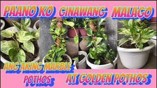 How to make my Marble & Golden pothos lush / Repotting my pothos #marblepothos #goldenpothos