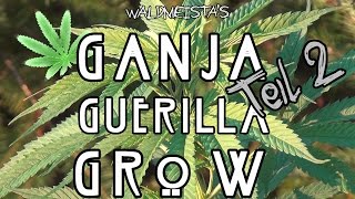 Ganja Guerilla Grow | Teil 2