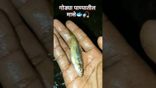 गोड्या पाण्यातील मासे🐟#konkan#kokanimanus#virul#vlog#sweetwaterfish