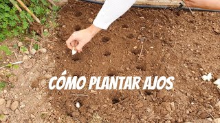 Guía rápida y completa para plantar ajos