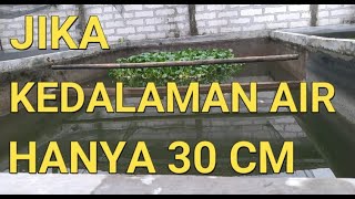 CARA BUDIDAYA IKAN GURAME DI KOLAM BETON || JIKA KEDALAMAN AIR HANYA 30 CM