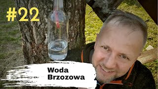 Woda brzozowa, wreszcie można się napić! Czy karczownik załatwił drzewko?