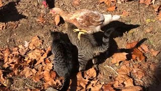 Chicken KARATE JUMPS Over Cats to get to GrubTerra chicken treats!