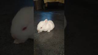 Baby rabbit Video #nature #rabbit #rabbits