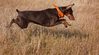 Managing the Doberman Pinscher's Prey Drive: Training Tips