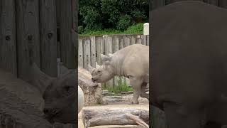 Así es como se ve el Rinoceronte Blanco en el Zoológico de San Francisco