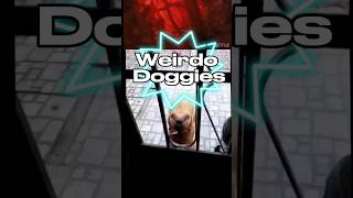 Weirdo Doggies - Compilation of dogs being weird and funny.  #funnydogs #funnyreels #funny