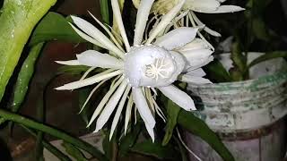 Brahmakamala flower seen at Cuttack