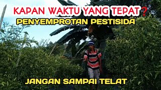 T : KAPAN WAKTU PALING TEPAT PENYEMPROTAN PESTISIDA DAN TAMBAHAN IMUNITAS TANAMAN ❓