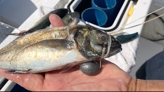 [HOW-TO] Swimming Blue Runner Bait | ZANCUDO LODGE