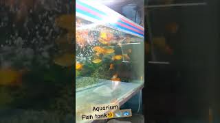 Aquarium ll fish tank ll colourful fishes ll  aquaman