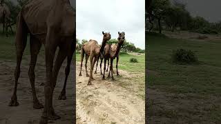 Desert animals|Camels eating bone #تاريخ_الجمال #viralvideo #ytshorts