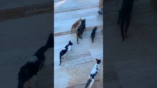 Cat family in 5 star hotel Bellis Delux #turkey #viral