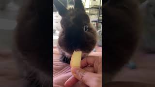 Cute Bunny's Apple Feast: Don't Miss Watching This Adorable Creature in Action!