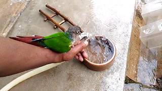 My jejet..bath time..green cheek conure