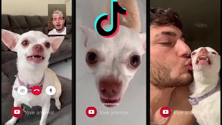 The most beautiful tik tok clips of Lee Merviatar and his naughty dog Nikki#2