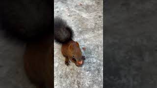 Белки на балконе #белочки#белки #squirrel