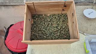 Взвешивание Afghan Mass XXL Auto 00  от Мария Любит Хуана #00 #weed #harvest #взвешивание #boveda62%