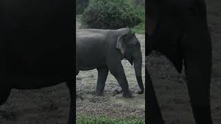 Elephant walking in Yala National Park #shorts