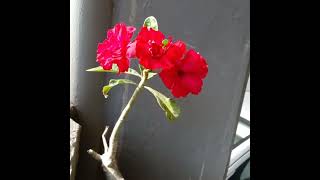 SURE INI KERREN BANGET!!! Bunga Adenium Tumpuk Merah untuk teras depan rumah