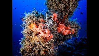 Cagliari - Wreck "Romagna" november 2017 (-35 meters)