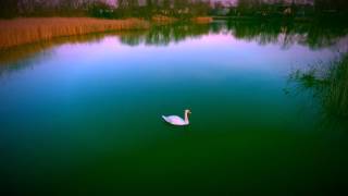 Mute Swan Encounter