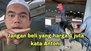 Jangan beli yang harga 1000 kata antoni