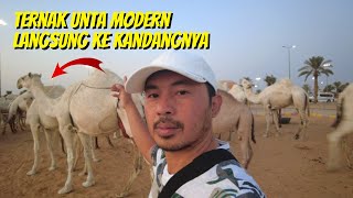 MENAKJUBKAN ! BEGINI CARA TERNAK UNTA YANG BENAR DAN MODERN