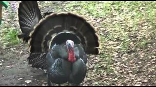 Waltzing Tom Turkeys