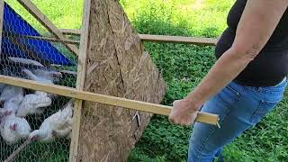 Harvesting Meat Birds Setup