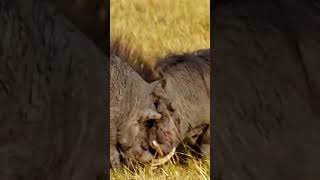 2 wild boars fighting bloody with each other