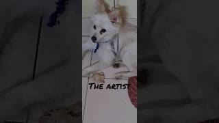 He has bitten me 😥 🐩 #doglovers dogl#viral #youtubeshorts #subscribe #like #pomeriandog #cutedogs