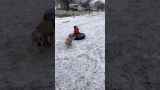 Pit Bull Sledding 🛷 in the ice 🧊