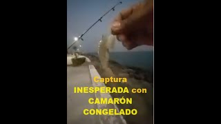 🔥INCREIBLE PESCAS🎣🔥 USANDO estos 2 MARAVILLOSOS CEBOS