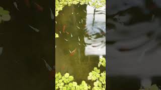 Medaka fish Pond