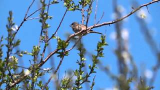 Nightingale & Whitethroat at Pulborough Brooks RSPB reserve