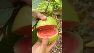 Satisfying Video of Fruits  #shortsvideo #viral #shorts #satisfying #satisfyingvideo