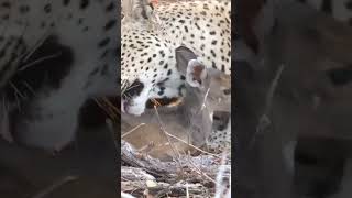 Leopard treating baby Nayla like it’s own #shorts #animallover