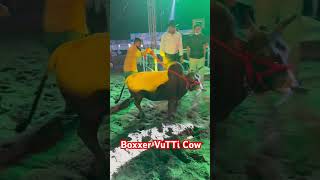 Exclusive vutti cow in Bangladesh